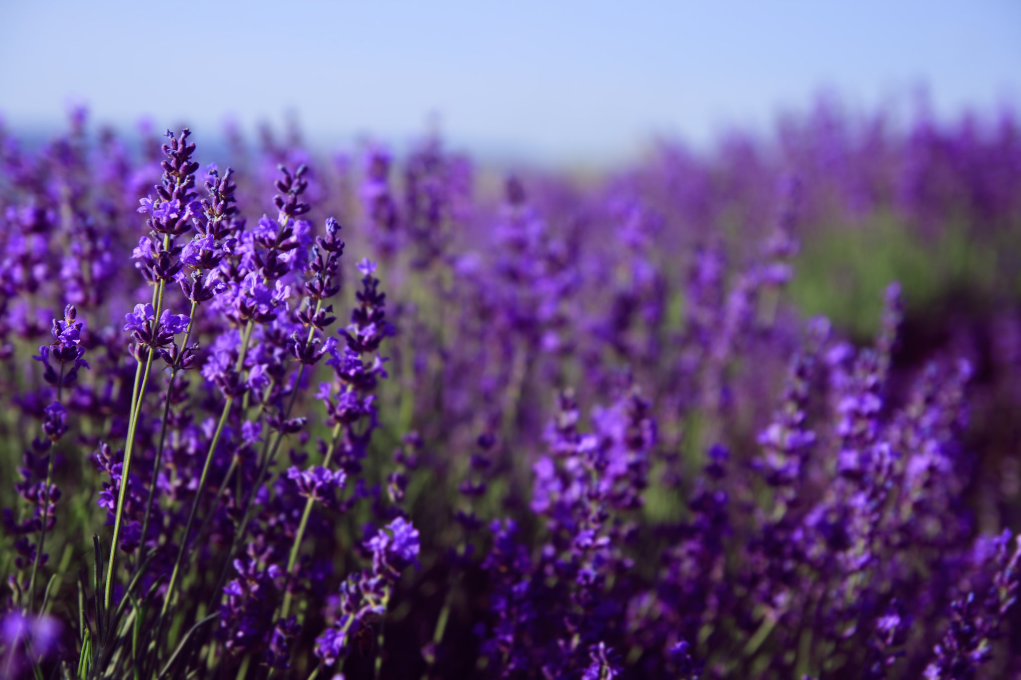 foto da Lavanda